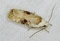 Agonopterix alstromeriana